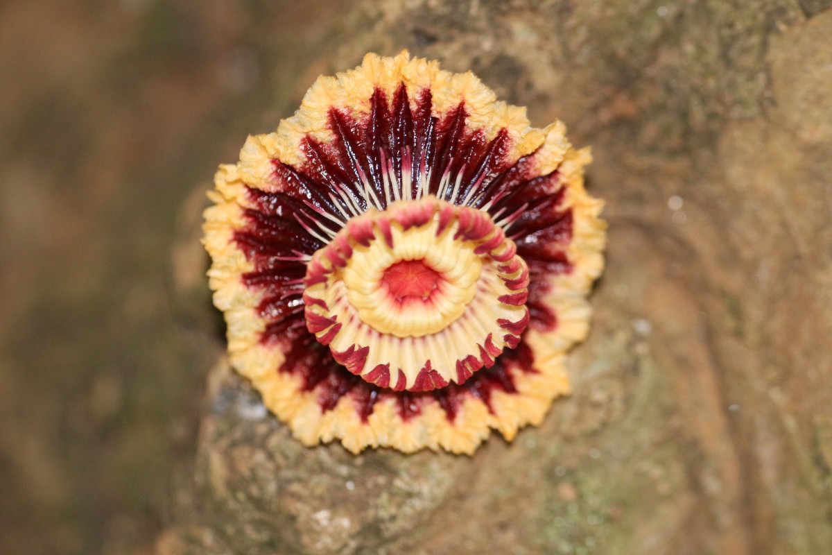 Napoleonaea imperialis P.Beauv.